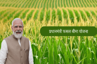 fasal bima yojana become problem for farmers in mp news
