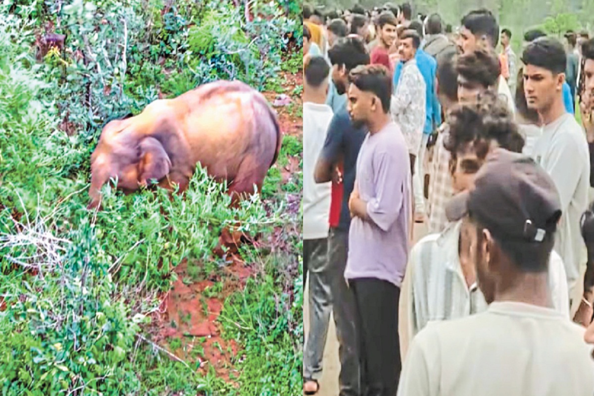 मखना हाथी का अलर्ट, पहली बार इस गांव में दी दस्तक, देखने उमड़ी भीड़, हमले में एक
गंभीर