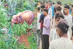 मखना हाथी का अलर्ट, पहली बार इस गांव में दी दस्तक, देखने उमड़ी भीड़, हमले में एक
गंभीर - image