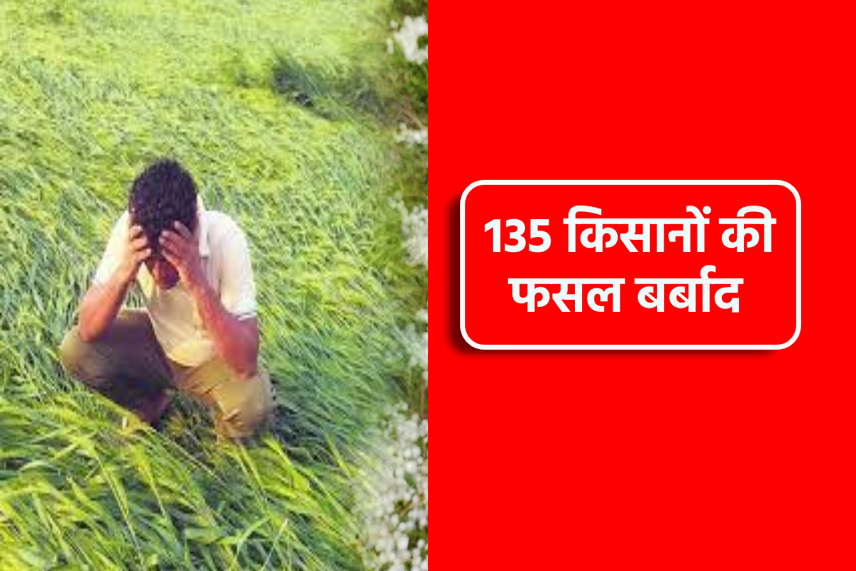 20 गांवों के 135 किसानों की फसल बर्बाद, सदमे में किसान