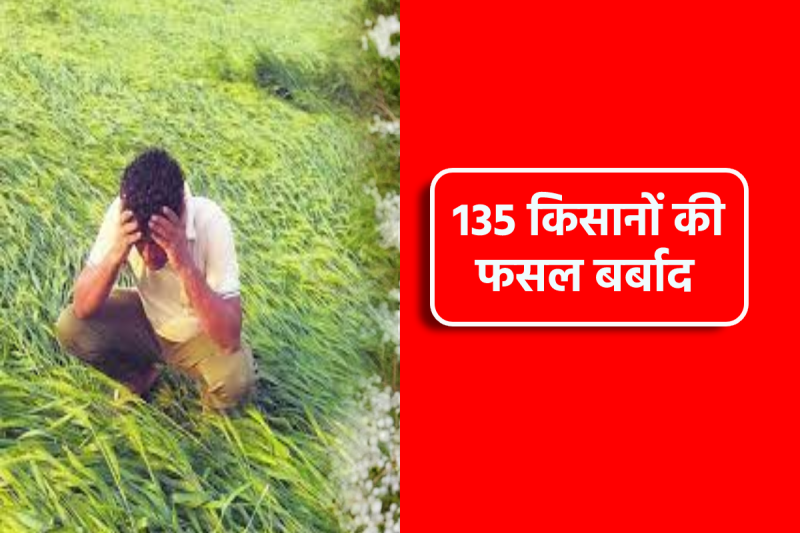 Crops of 135 farmers of 20 villages destroyed in mp