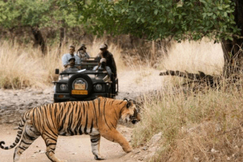 jungle safari became expensive in mp news