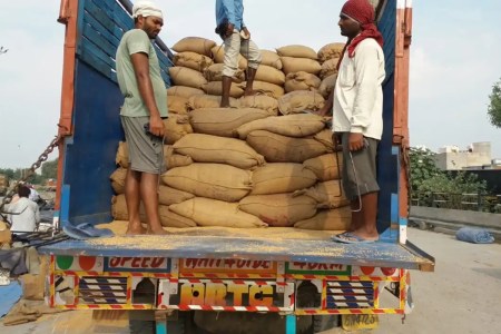 free ration wheat
