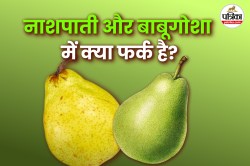 Babugosha Vs Nashpati: एक जैसे दिखने वाले नाशपाती और बाबूगोशा में क्या है अंतर,
जानिए फायदे - image