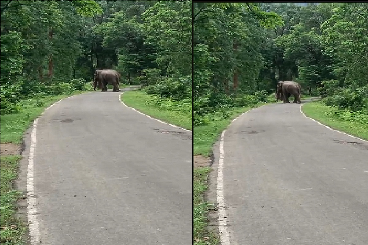 CG News: जंगल से फिर यहां लौटा गजराज, विचरण करते आया नजर, देखें Video