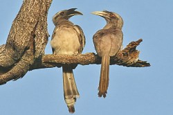 अन्नामलै टाइगर रिजर्व में शुरू होगा हॉर्नबिल संरक्षण केंद्र - image