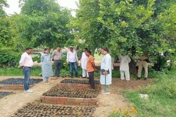 कागजों में जंगल उगा दिया, नजर आ रही बस पत्तियां - image