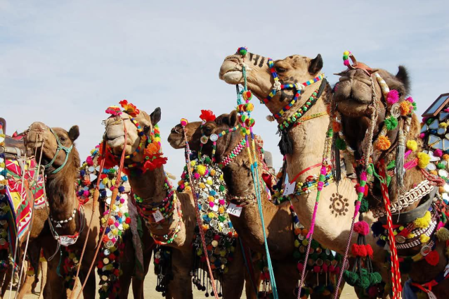 camel tears news