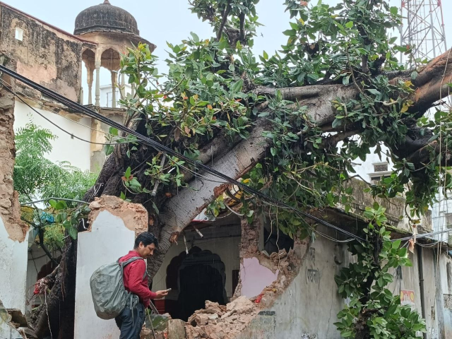सैंकड़ों साल पुराना बड़ का पेड़ गिरा, पत्रिका फोटो