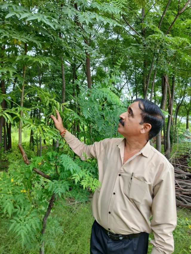 Malabar Neem cultivation 