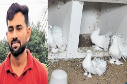 लाखों पैकेज की नौकरी छोड़ इस शख्स ने कबूतर और मछली पालन को बनाया कॅरियर, कहा-
पूरा किया शौक - image