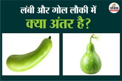 Bottle Gourd: लंबी और गोल लौकी में क्या अंतर है? खरीदने से पहले जानें कौन सी है
ज्यादा फायदेमंद - image