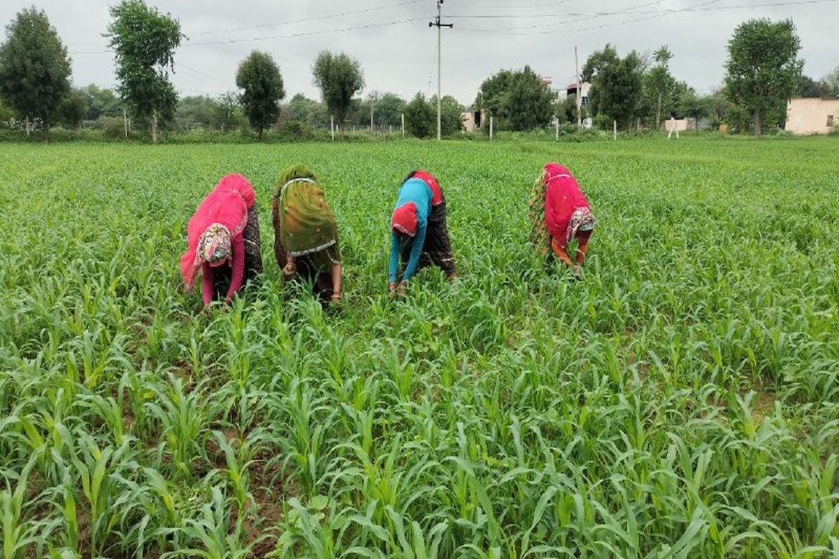 खरीफ की फसलों की निराई गुड़ाई में जुटी महिला किसान