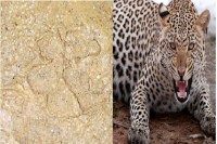 तेंदुआ ( photo - patrika )