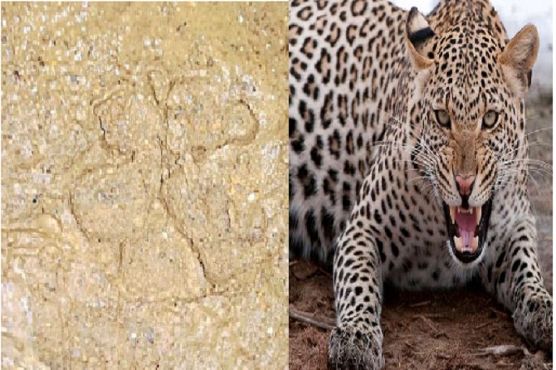 तेंदुआ ( photo - patrika )