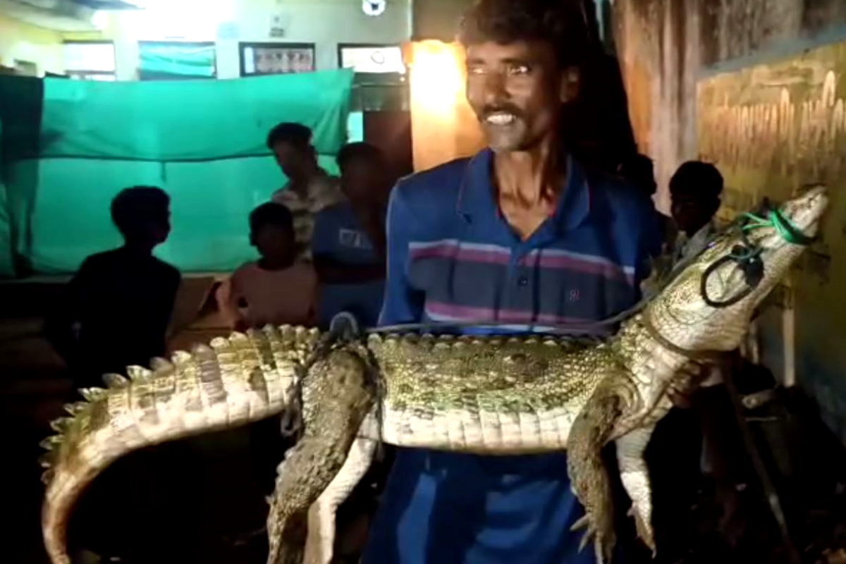 यहां मगरमच्छ को गोद में लेकर घुम रहा युवक, देखने वालों के उड़े होश