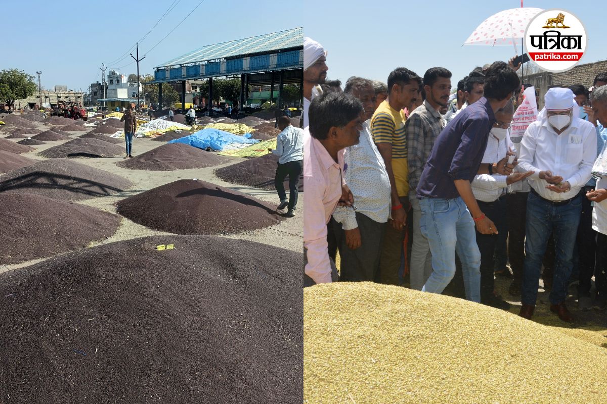 Mandi News: धनिया में अप्रत्याशित तेजी, 15 दिन में 500 से 700 रुपए प्रति क्विंटल
महंगा, सरसों के भाव भी चढ़े