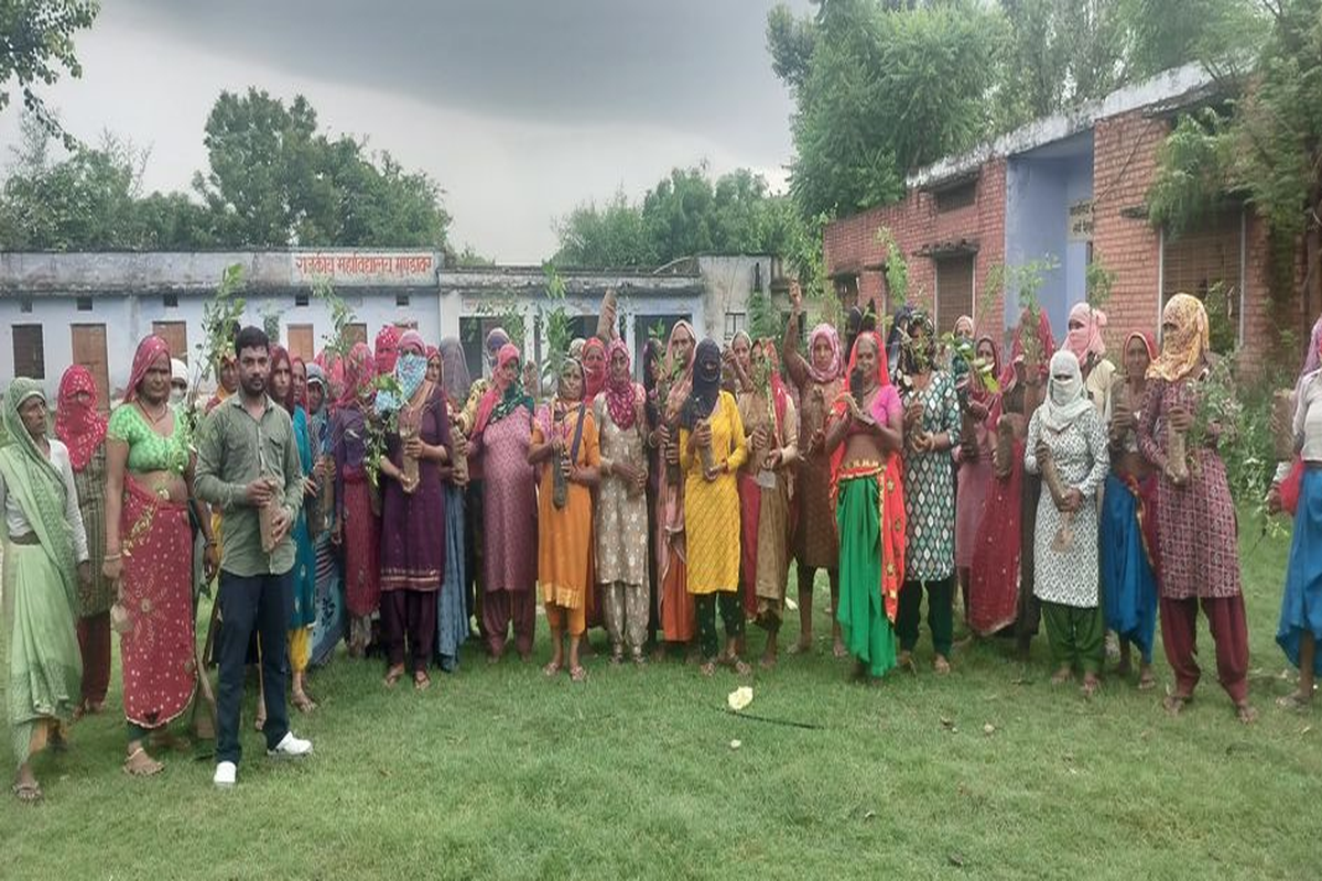 पत्रिका हरयाळो राजस्थान अभियान: पौधे लगाकर किया प्रकृति का शृंगार…. देखें वीडियो
….