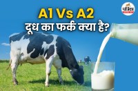 Health effects of A1 and A2 milk, Ayurvedic benefits of A2 ghee, A1 A2 घी स्वास्थ्य लाभ,