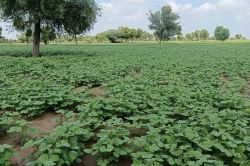 Rajasthan: ग्वार का जादू खत्म, मूंग बनी किसानों की पहली पसंद, समर्थन मूल्य और
भाव ने बदला रकबे का गणित - image