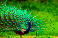 Peacock Dance Video
