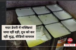 मदर डेयरी में मक्खियां जमा रहीं दही, दूध को कर रही शुद्ध, ये वीडियो हुआ वायरल - image