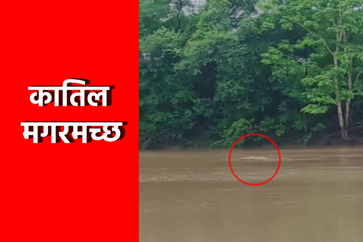 Video: महिला को जबड़े में दबाकर नदी में ले गया मगरमच्छ, मौत