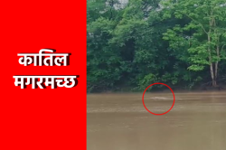 Video: महिला को जबड़े में दबाकर नदी में ले गया मगरमच्छ, मौत - image