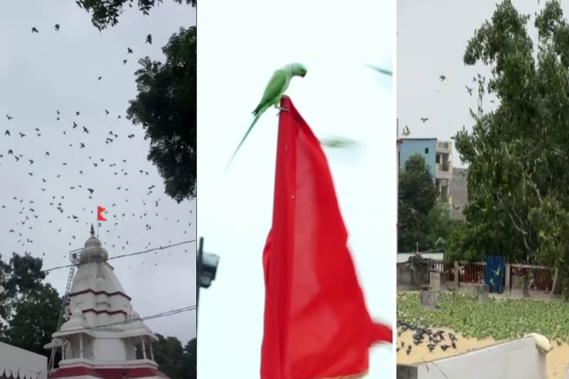 तोतों का भंडारा