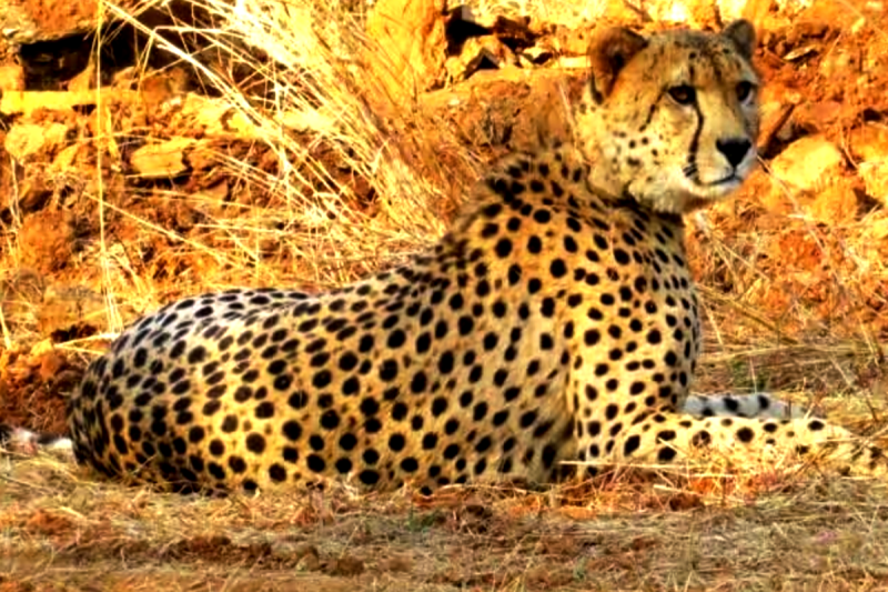 Cheetah Nabha Dies