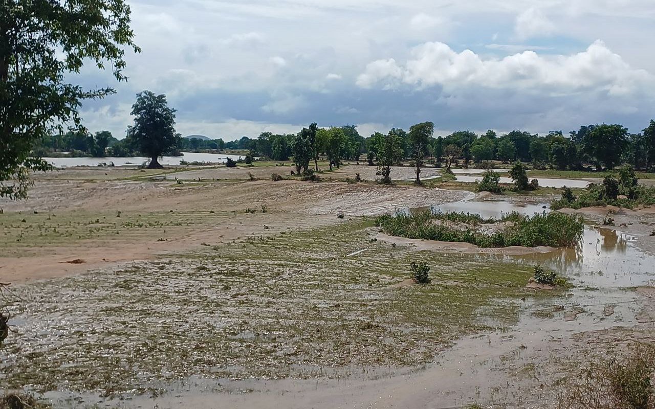 भारी बारिश से 50 हजार 492 हेक्टेयर फसल प्रभावित, 15 फीसदी बीज हो गया खराब