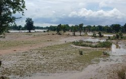 भारी बारिश से 50 हजार 492 हेक्टेयर फसल प्रभावित, 15 फीसदी बीज हो गया खराब - image