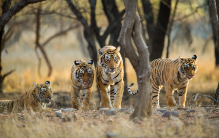 7 lakh people will pass through tigers for Nagdwari fair of Pachmarhi