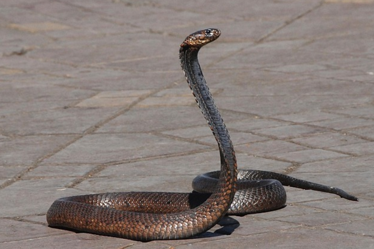 Kab Hai Nag Panchami 2025: नाग पंचमी पर इन 8 नाग की करते हैं पूजा, जानिए डेट,
मुहूर्त, महत्व, मंत्र, पूजा विधि और मान्यताएं