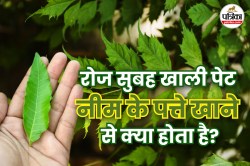 Benefits Of Neem Leaves: सुबह खाली पेट नीम का सेवन करें नियमित रूप से, और पाएं
चमकती त्वचा से लेकर मजबूत पाचन तक के लाभ - image