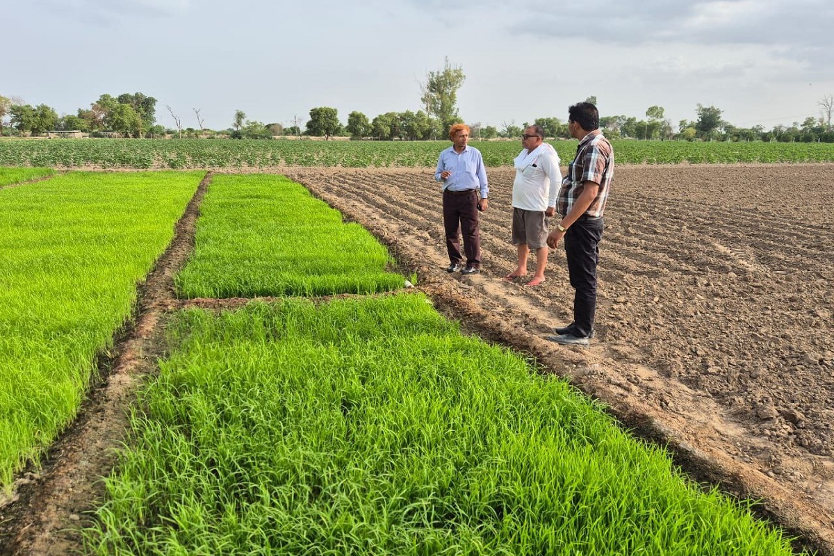 धान की नई किस्मों से किसानों को ज्यादा कमाई की उम्मीद