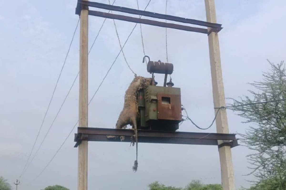 मोर का शिकार करने ट्रांसफॉर्मर पर कूदे पैंथर की करंट से मौत