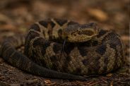 snake
