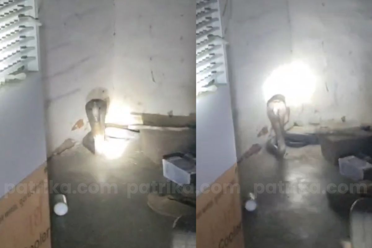 मंदिर में सो रहे पुजारी को ‘ब्लैक कोबरा’ ने डसा, देखें वीडियो