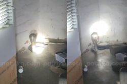 मंदिर में सो रहे पुजारी को ‘ब्लैक कोबरा’ ने डसा, देखें वीडियो - image