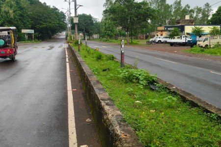 Negligence in planting trees