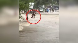 तेज बहाव में बहे लड़का-लड़की… डेढ़ घंटे तक पकड़े रहे पेड़ की डाल, तब बची जान,
देखें वीडियो - image