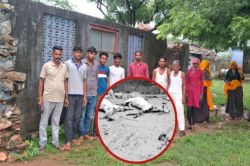 राजपुर बड़ा गांव में बघेरे का आतंक: पांच बकरियों को बनाया शिकार, ग्रामीणों में
दहशत - image