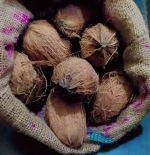 नारियल की फसल प्रभावित
