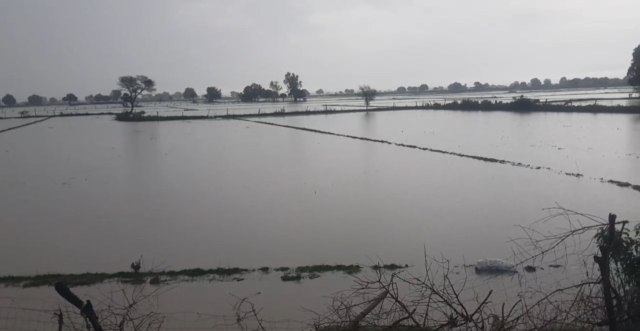 rajasthan rain