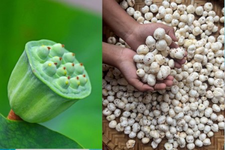 farmer income increase with makhana cultivation in narmadapuram mp news