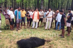 Big Breaking: आदमखोर भालू का ‘अटैक’, 3 किसानों की मौत, मचा हड़कंप - image