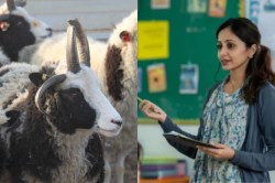 राजस्थान के शिक्षक अब भेड़ों पर रखेंगे नजर, जिला प्रशासन के आदेश पर विवाद;
शिक्षक संगठनों ने जताई आपत्ति - image