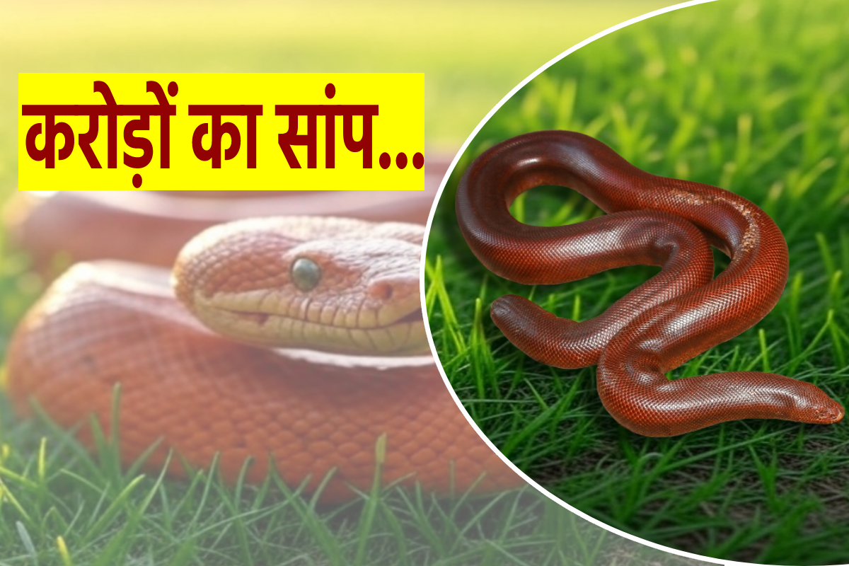 करोड़ों का सांप… इंसानों को नहीं पहुंचाता नुकसान, विदेशों में है खूब डिमांड