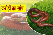Expensive Snake
